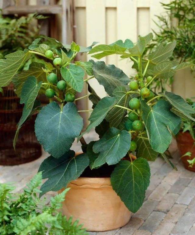无花果盆栽注意事项