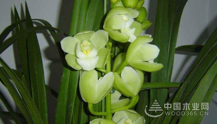 大惠兰花栽培方法