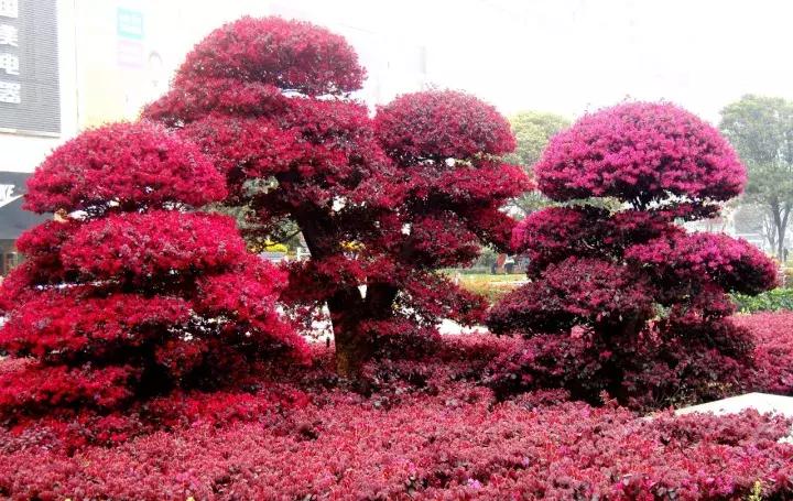 红花继木栽培