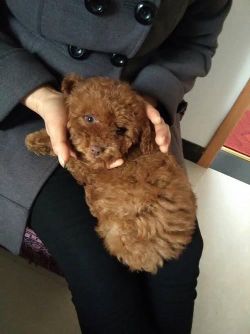 两个月的泰迪狗很咬东西是怎么回事儿