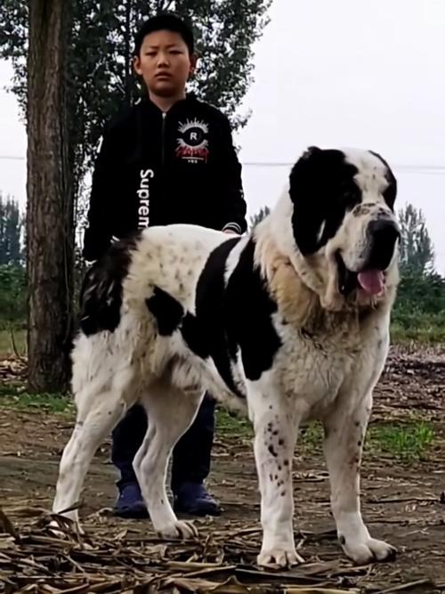 我的中亚犬不爱吃东西怎么办