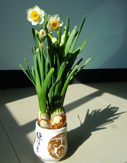 开花后的水仙如何栽培