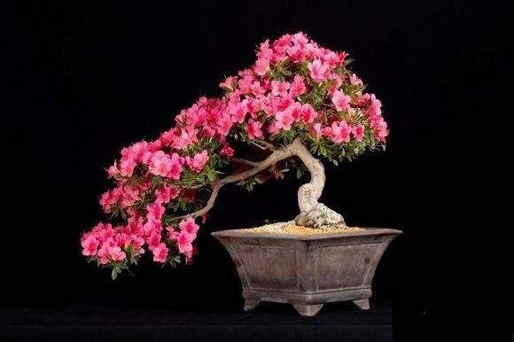 杜鹃花的栽培