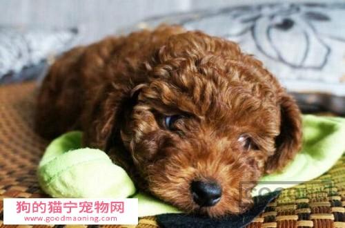 泰迪狗狗三个月注意什么东西