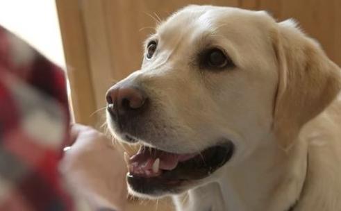 训练幼犬嗅觉