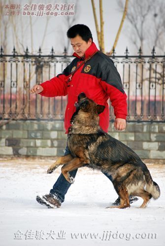 兰州工作犬训练基地