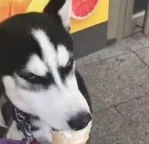 如何训练哈士奇吃饭