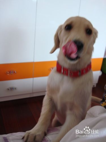 金毛犬怎么养跟训练