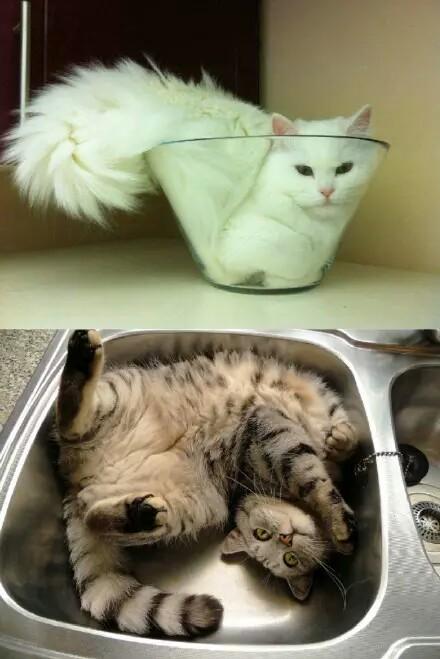 猫的东西怎么做