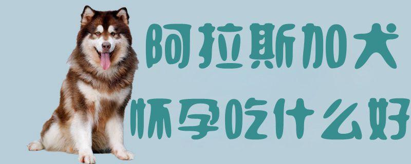 狗狗怀孕吃什么东西好