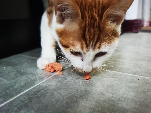 刚到的猫一天不吃东西怎么办
