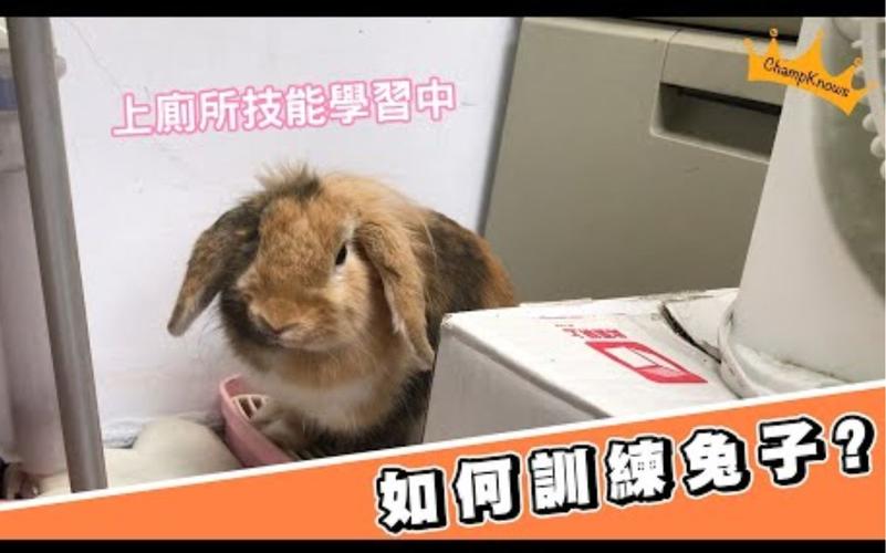 如何训练兔子记住主人