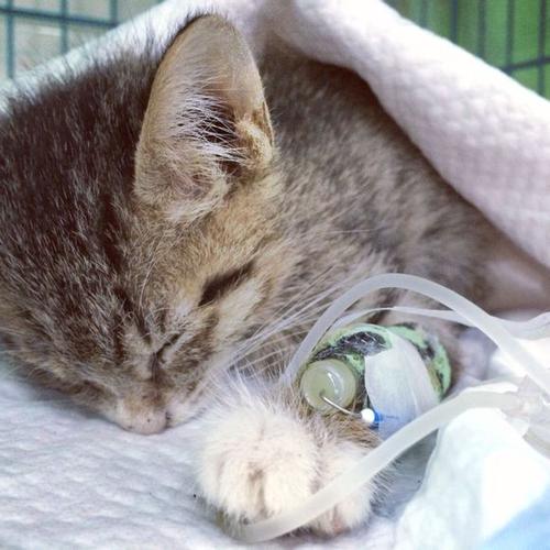 猫不吃东西 白细胞低