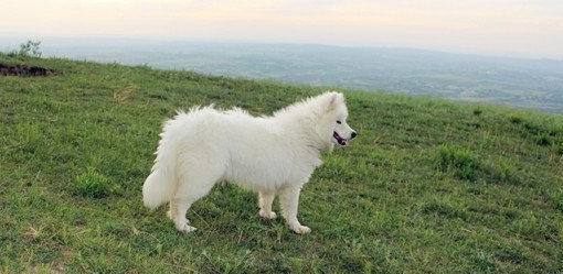 怎么训练狗的力气