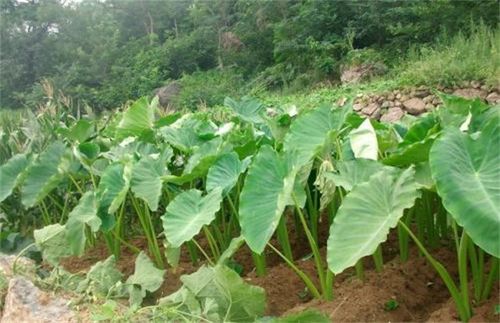 野芋头的栽培和养护