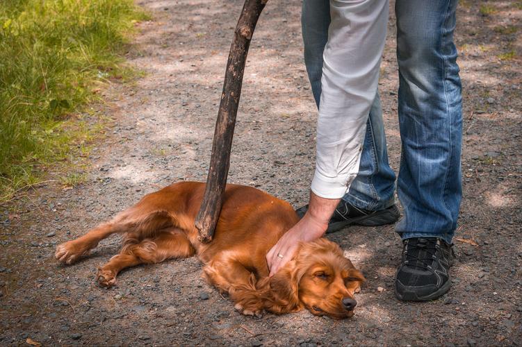 如何训练幼犬不咬人9玩