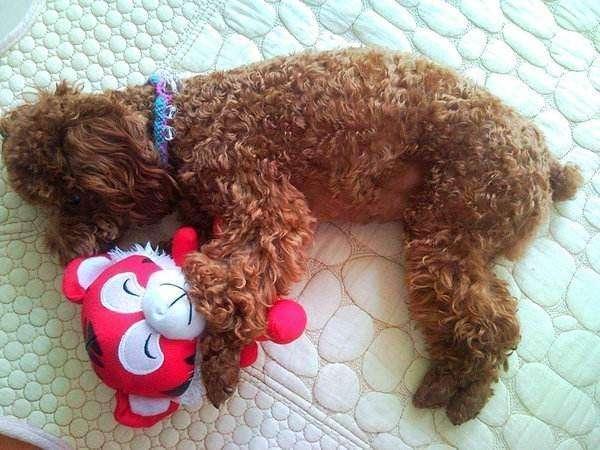 母泰迪幼犬训练大小便方法