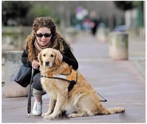 金毛导盲犬的训练