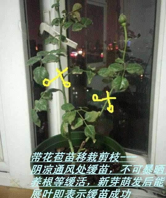 月季剪枝注意事项