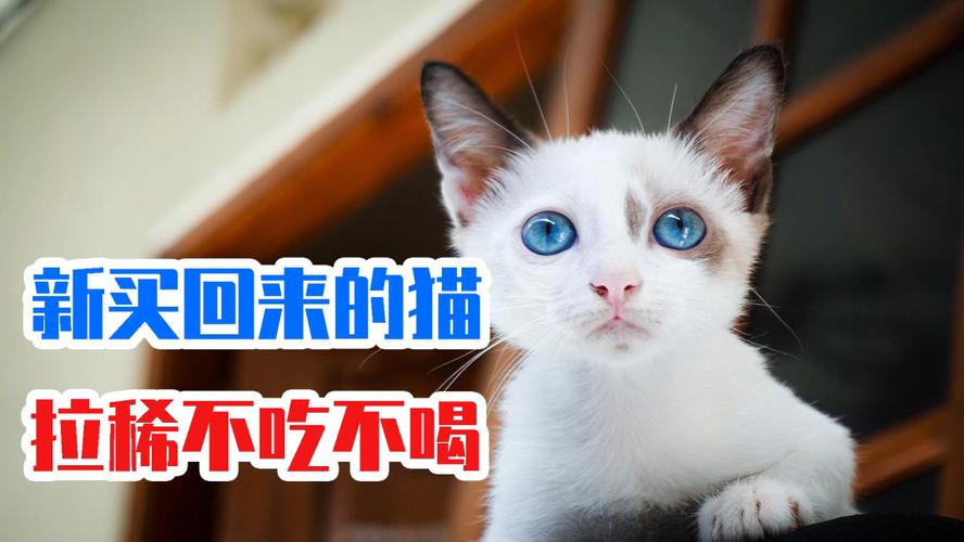 怎么让新买的猫吃东西怎么办