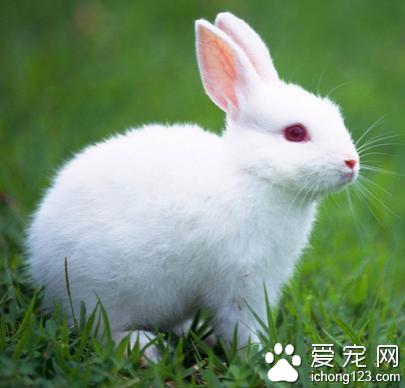 如何训练兔兔