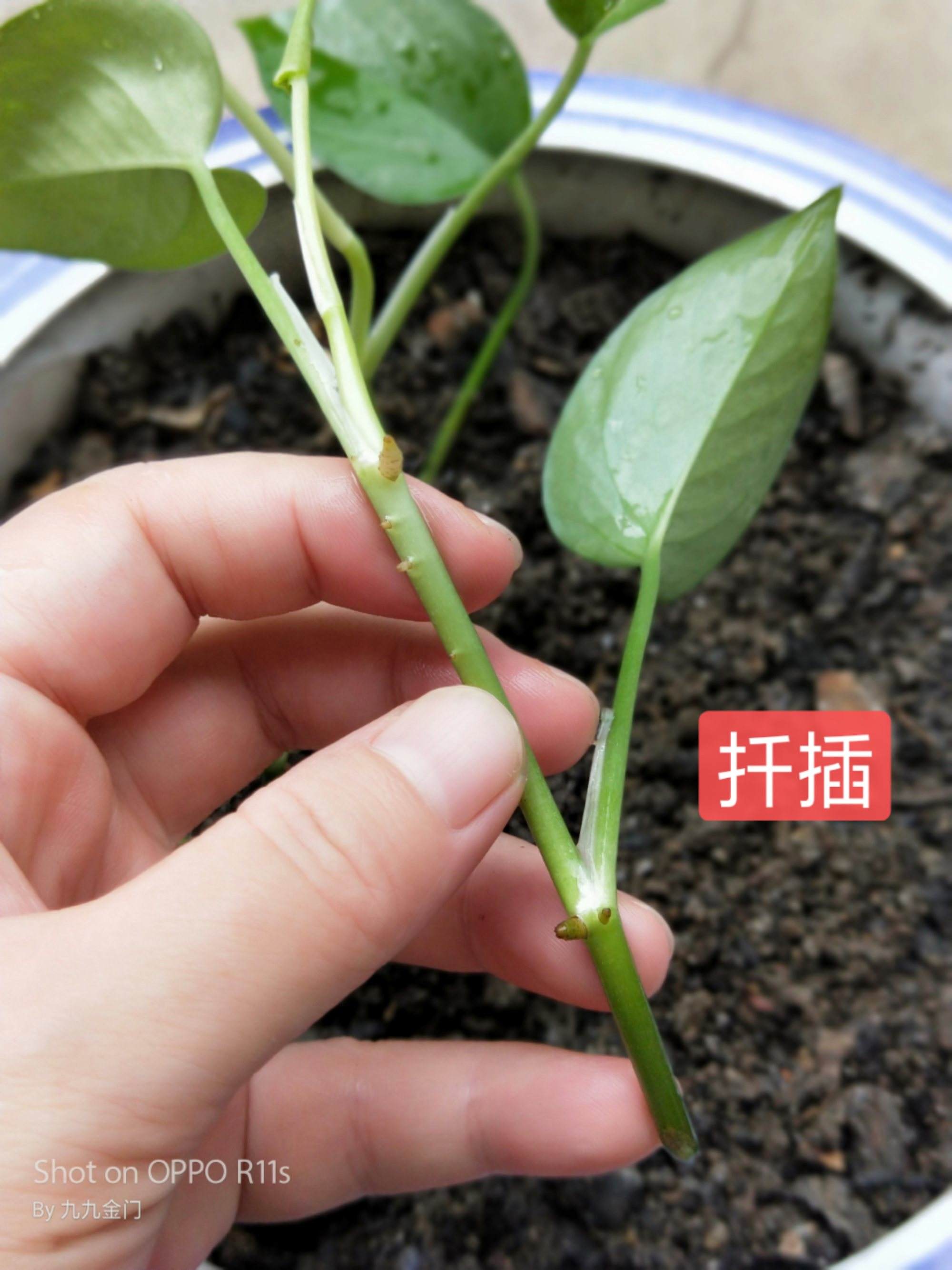草本植物扦插注意事项