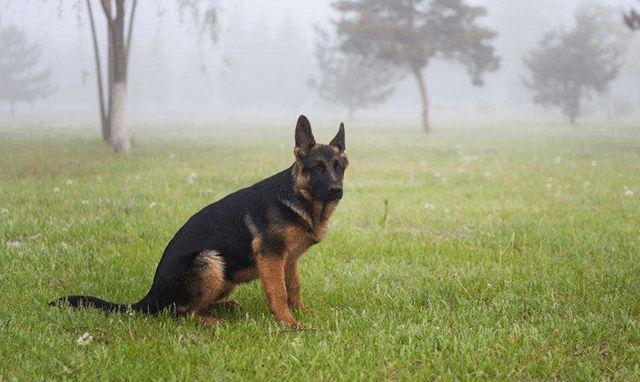 德牧幼犬叫的训练方法