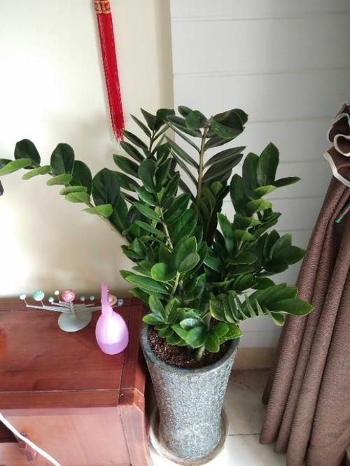 盆栽植物的栽培技?g
