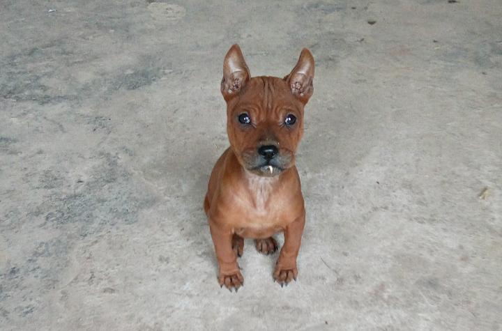 怎样训练川东猎犬猎兔