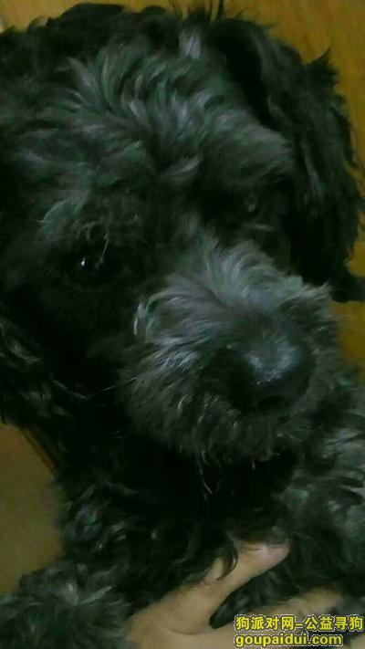 泰迪犬耳朵有黑色的东西怎么办