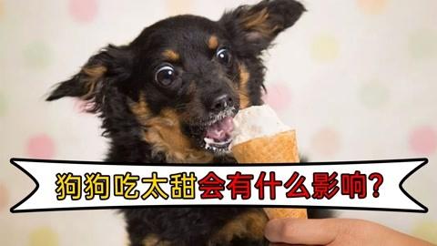 狗吃甜的东西是什么原因是什么情况
