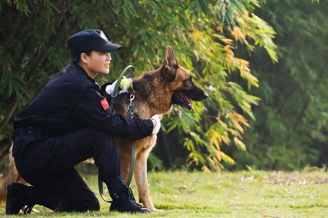 军犬是怎么训练的
