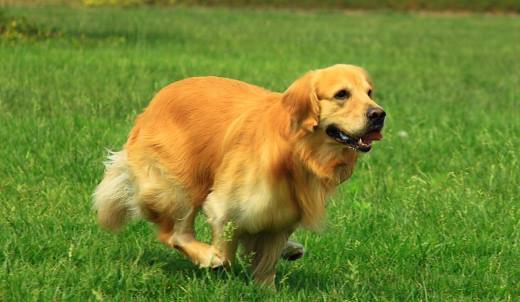 金毛犬不听话怎么训练