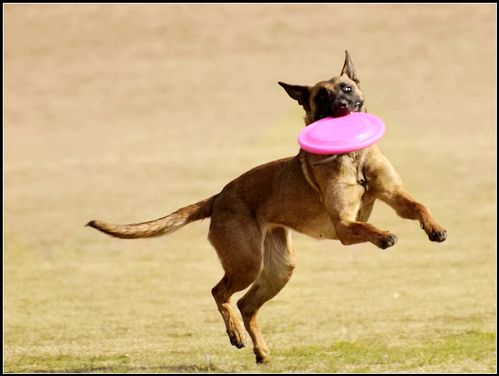 小马犬随行训练视频