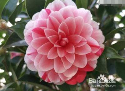 茶花开花注意事项