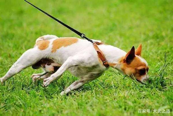 怎么训练犬的嗅觉