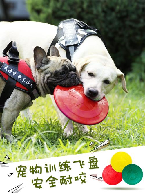 宠物训练狗