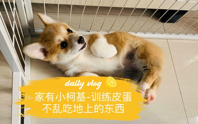 怎么训练柯基不乱吃东西