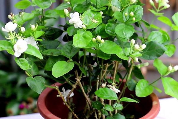 茉莉养殖方法