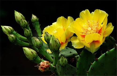仙人掌花种植方法