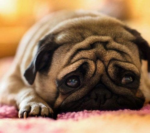 巴哥犬拉肚子不吃东西怎么办