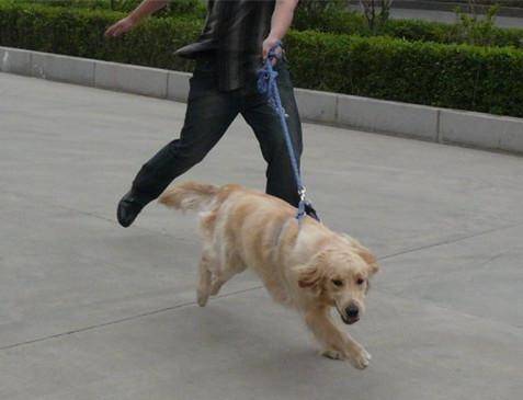 怎么训练狗我们开门它不出去