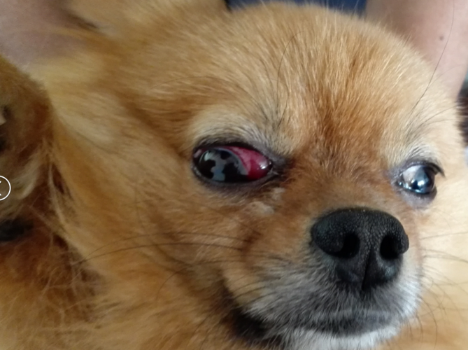 狗狗眼睛进东西怎么办啊