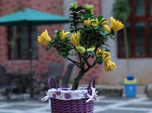 金佛手盆栽种植方法