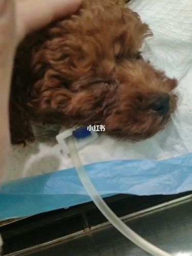 冠状狗狗用过的东西