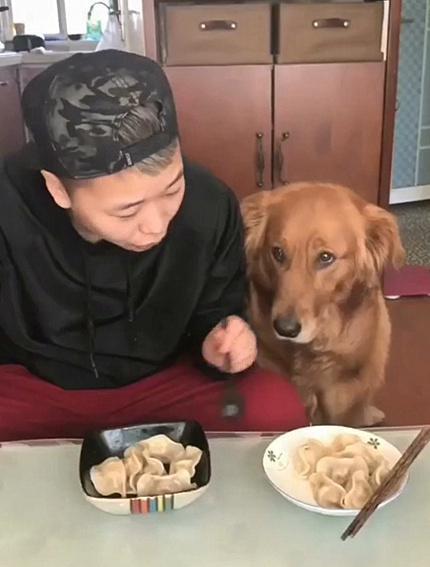 怎么不让金毛乱吃东西