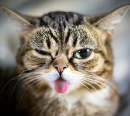 猫猫吐舌头 不吃东西怎么办
