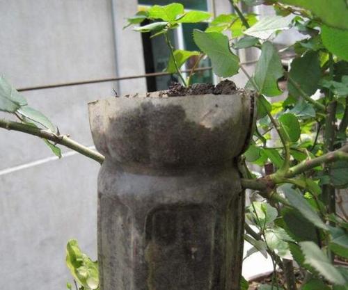 香木月季的盆栽培技术