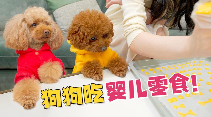 泰迪宝宝能吃的东西怎么办啊