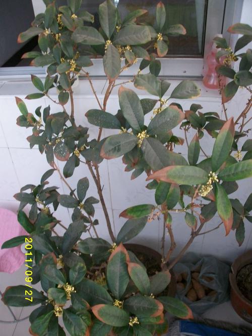 贵花树栽培落叶怎么办